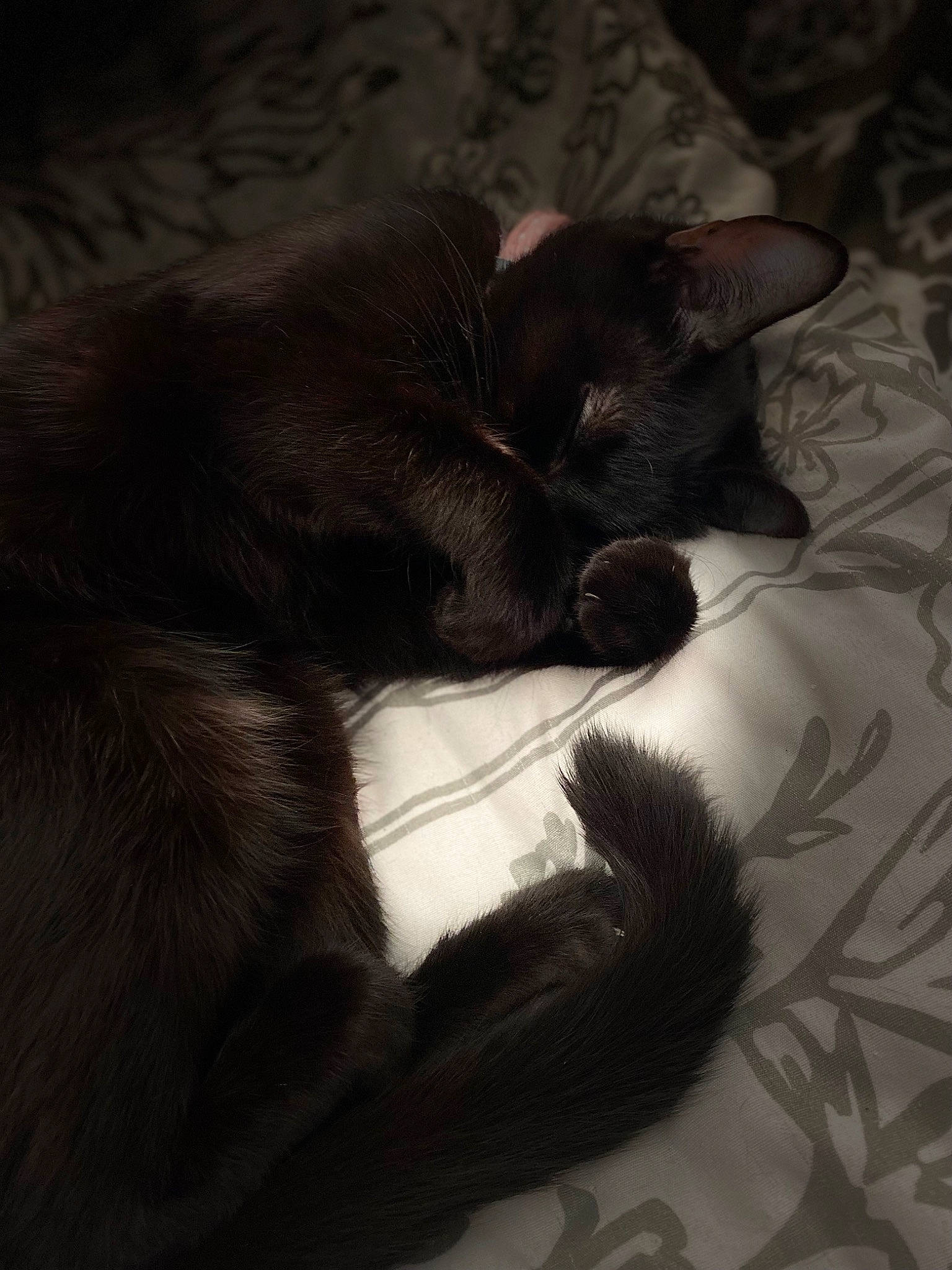 Mooie is registered to the contest to win money with this photo: black_cat, bombay, carnivore, cat, claw, comfort, darkness, dog_breed, domestic_short_haired_cat, ear, felidae, fur, grey, nap, paw, small_to_medium_sized_cats, tail, terrestrial_animal, tints_and_shades, whiskers