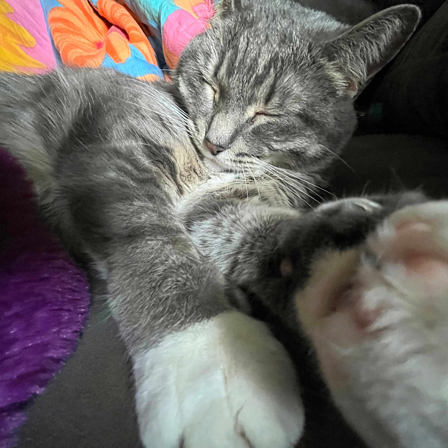 Hermoine joined the competition — help win amazing prizes! animal, blanket, cat, closeup, colorful, comfort, cozy, cute, domestic_cat, fur, gray_tabby, indoor, nap, paw, pet, relaxed, resting, sleeping, soft, whiskers