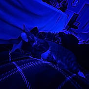 Mango is registered to the contest to win money with this photo: bedroom, blanket, blue_light, cat, comfort, cozy, domestic_cat, feline, furniture, home, indoor, nighttime, pet, plaid, quiet, relaxing, resting, sleeping, soft, striped_cat