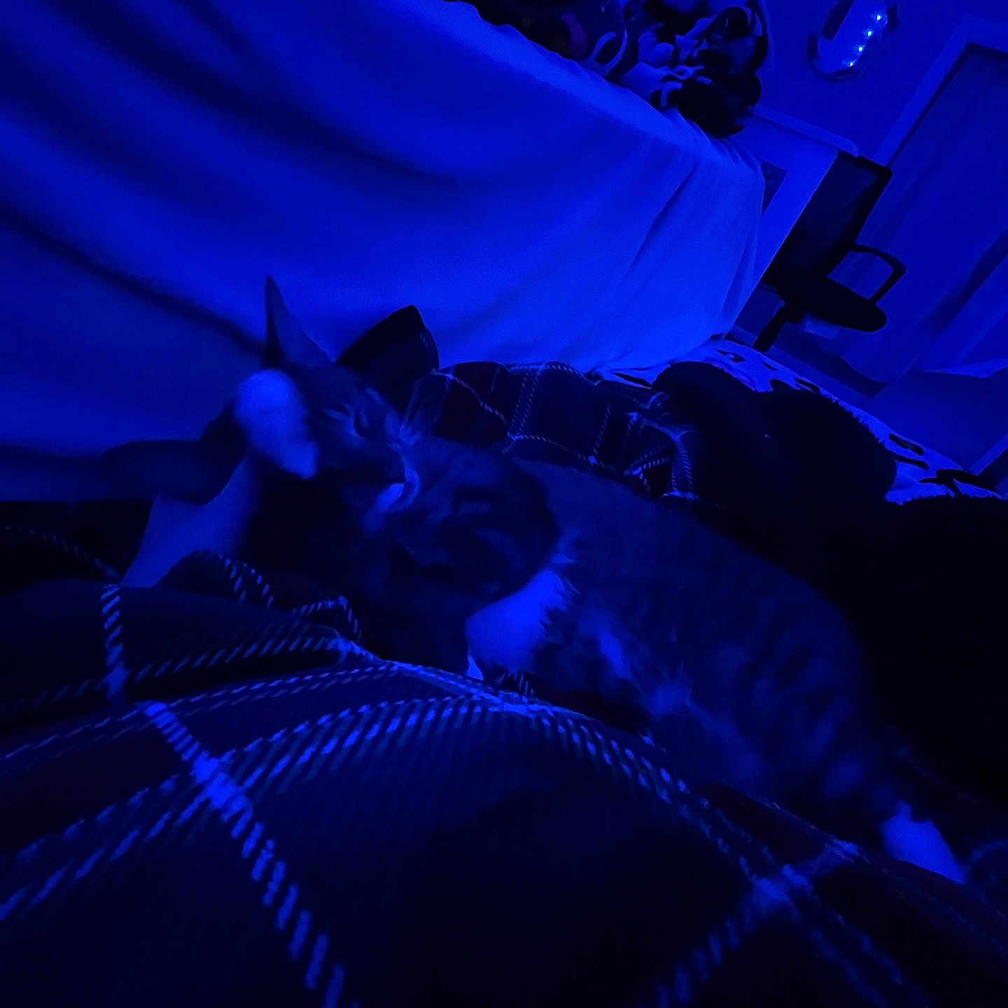 Mango is registered to the contest to win money with this photo: bedroom, blanket, blue_light, cat, comfort, cozy, domestic_cat, feline, furniture, home, indoor, nighttime, pet, plaid, quiet, relaxing, resting, sleeping, soft, striped_cat
