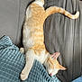abyssinian, animal, bed, bedroom, blanket, cat, couch, cushion, furniture, homedecor, indoors, kitten, manx, person, pet, pillow, quilt, room, siamese, sleeping