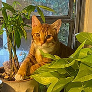 Simba joined the competition — help win amazing prizes! cat, cozy, ears, eyes, foliage, green_leaves, houseplant, indoor, orange_tabby, paws, pet, portrait, pot, potted_plant, screen, sitting, soil, sunlight, tabby_cat, window