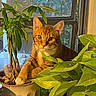 cat, cozy, ears, eyes, foliage, green_leaves, houseplant, indoor, orange_tabby, paws, pet, portrait, pot, potted_plant, screen, sitting, soil, sunlight, tabby_cat, window