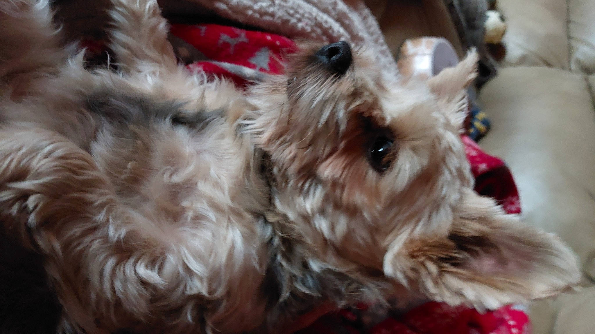 Shana participe au concours pour gagner de l'argent avec cette photo : canidae, carnivore, companion_dog, dog, dog_breed, ear, event, fawn, fur, holiday, liver, maltepoo, pattern, snout, sporting_group, terrier, toy_dog, whiskers, working_animal, yorkshire_terrier