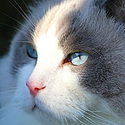Silver participe au concours pour gagner de l'argent avec cette photo : cat, close_up, blue_eyes, fur, whiskers, pink_nose, pet, animal, portrait, soft_light, outdoor, mammal, feline, cute, fluffy, nature, face, profile, domestic_cat