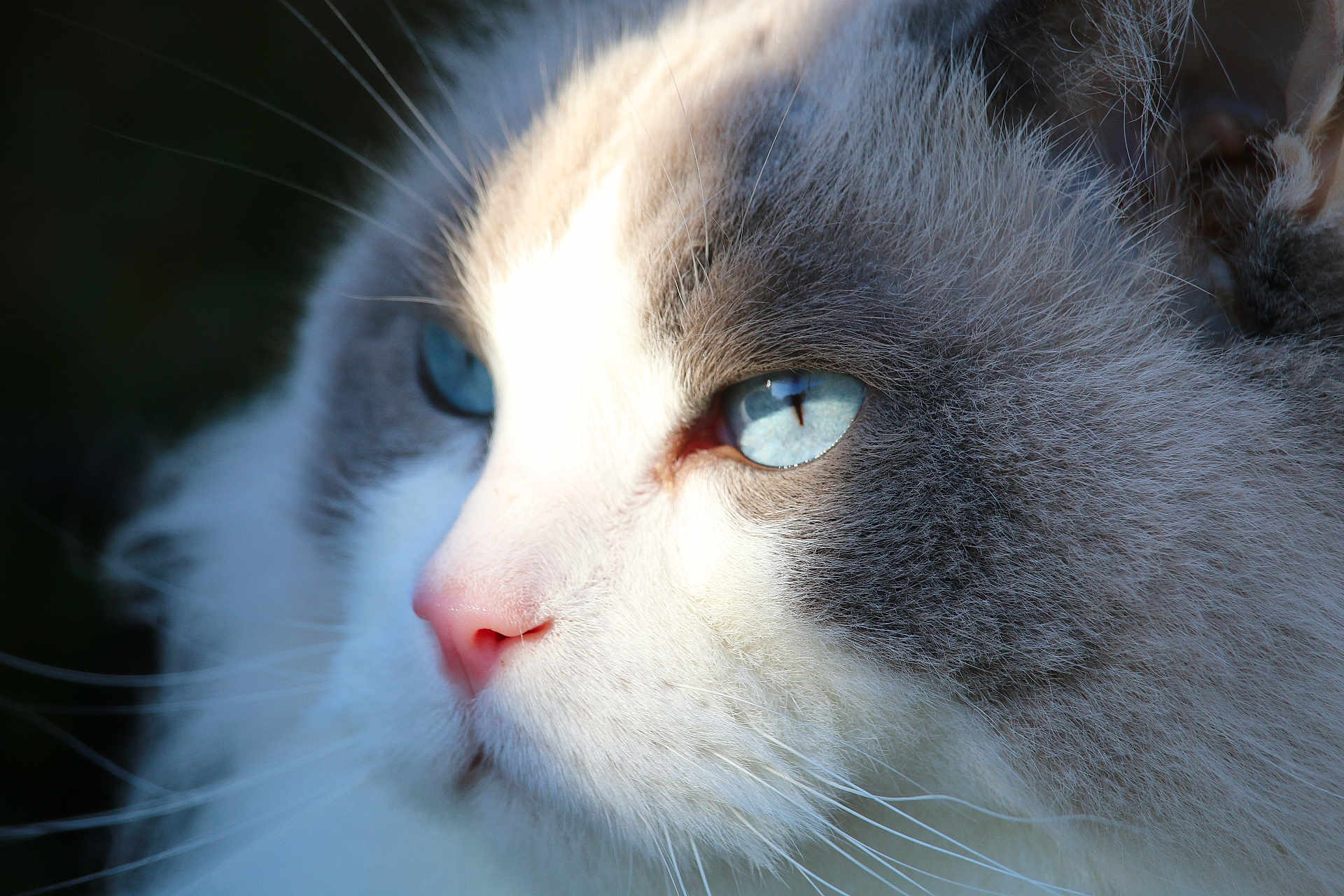 Silver participe au concours pour gagner de l'argent avec cette photo : cat, close_up, blue_eyes, fur, whiskers, pink_nose, pet, animal, portrait, soft_light, outdoor, mammal, feline, cute, fluffy, nature, face, profile, domestic_cat