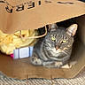 Linguine joined the competition — help win amazing prizes! animal, carpet, cat, closeup, cozy, curious, cute, domestic_cat, ears, floor, fur, green_eyes, handle, indoor, paper_bag, pet, relaxed, soft_focus, tabby_cat, whiskers