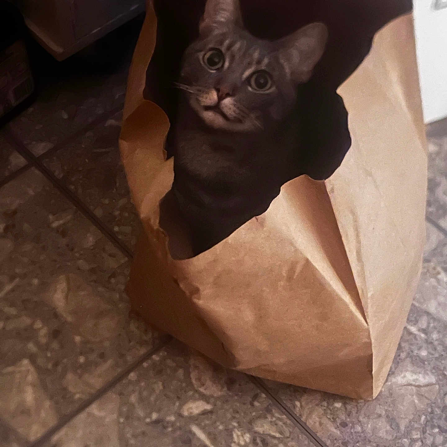 Linguine joined the competition — help win amazing prizes! cat, brown_paper_bag, curious, indoor, tile_floor, pet, animal, ears, whiskers, playful, face, eyes, mischief, looking_up, domestic_cat, feline, shadow, light, texture, closeup