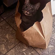 Linguine joined the competition — help win amazing prizes! animal, brown, cat, corner, curious, ears, eyes, feline, floor, home, indoor, light, mischievous, paper_bag, pet, playful, shadow, texture, tile, whiskers