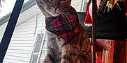Linguine is registered to the contest to win money with this photo: cat, tabby, bandana, plaid, indoor, window, snow, holiday_decor, christmas, perch, pet, feline, cozy, house, animal, fur, whiskers, ear, sitting, decorations