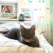 Linguine joined the competition — help win amazing prizes! cat, gray_tabby, bed, white_bedspread, window, daylight, curtains, pom_poms, photoframe, cozy, indoor, pet, animal, feline, looking, relaxed, home, comfortable, curious, resting