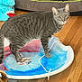 Linguine joined the competition — help win amazing prizes! cat, gray_tabby, indoor, wooden_floor, plastic_sled, toy, plush_toy, couch, curious, pet, animal, feline, floor, rope, colorful, playful, looking, domestic_cat, wide_eyes, standing