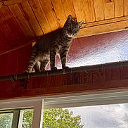Linguine is registered to the contest to win money with this photo: cat, tabby_cat, curious, indoor, wood_ceiling, curtain_rod, window, greenery, tree, daylight, pet, animal, feline, looking_down, perched, climbing, domestic_cat, home, nature_outside, closeup