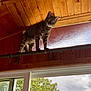 cat, tabby_cat, curious, indoor, wood_ceiling, curtain_rod, window, greenery, tree, daylight, pet, animal, feline, looking_down, perched, climbing, domestic_cat, home, nature_outside, closeup