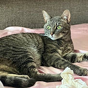 Linguine is registered to the contest to win money with this photo: cat, tabby, green_eyes, pet, indoor, bed, blanket, pink, feline, animal, resting, relaxed, cute, domestic, soft_texture, curious, alert, whiskers, paw, tissue