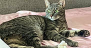 Linguine is registered to the contest to win money with this photo: alert, animal, bed, blanket, cat, curious, cute, domestic, feline, green_eyes, indoor, paw, pet, pink, relaxed, resting, soft_texture, tabby, tissue, whiskers