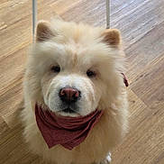 Kumo participe au concours pour gagner de l'argent avec cette photo : dog, fluffy, white, bandana, pink_nose, wooden_floor, chair, indoor, pet, canine, sitting, looking_up, calm, curious, modern_furniture, domestic, animal, companion, cute, portrait