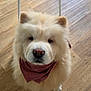 dog, fluffy, white, bandana, pink_nose, wooden_floor, chair, indoor, pet, canine, sitting, looking_up, calm, curious, modern_furniture, domestic, animal, companion, cute, portrait