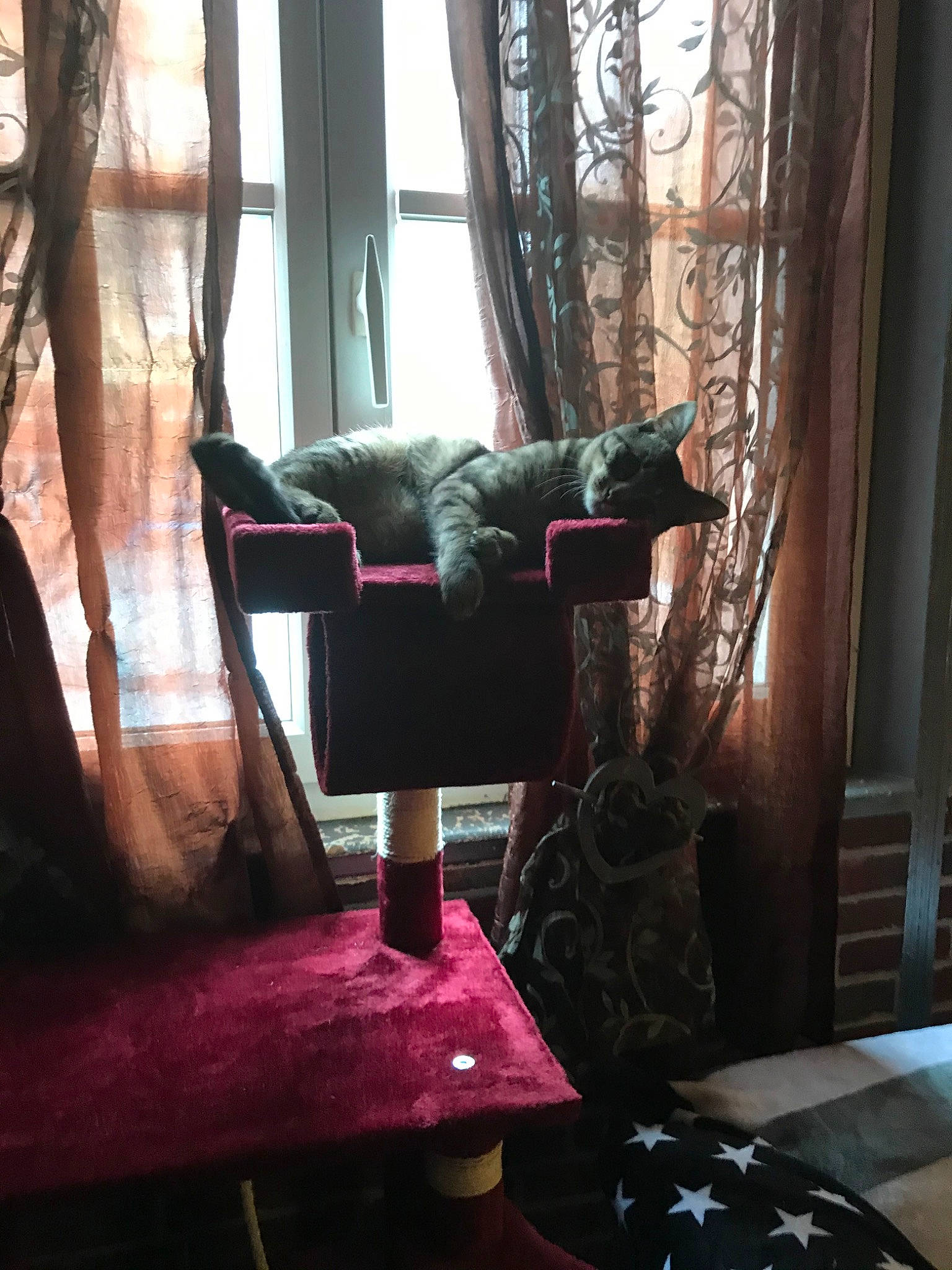 Jacks a rejoint le concours — aidez-le/la à gagner de superbes lots ! chair, curtain, furniture, hand, house, interior_design, leg, pink, plant, room, shoe, sitting, sunlight, tree, window, window_treatment, wood