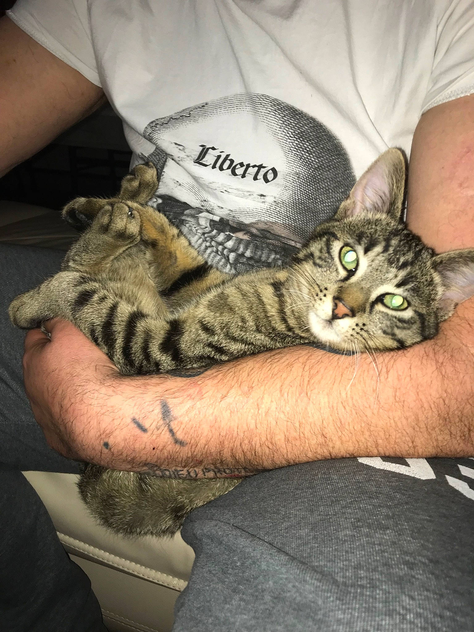 Jacks participe au concours pour gagner de l'argent avec cette photo : american_shorthair, asian, california_spangled, carnivore, cat, claw, domestic_short_haired_cat, dragon_li, egyptian_mau, european_shorthair, felidae, kitten, mammal, pixie_bob, small_to_medium_sized_cats, tabby_cat, toyger, whiskers, wild_cat