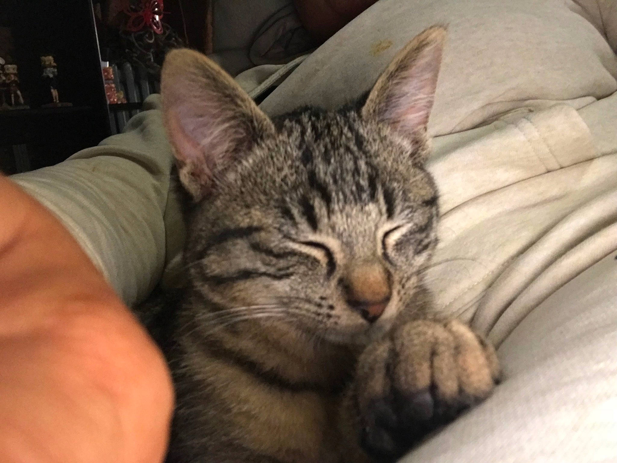 Jacks a rejoint le concours — aidez-le/la à gagner de superbes lots ! american_shorthair, asian, australian_mist, california_spangled, carnivore, cat, domestic_short_haired_cat, dragon_li, egyptian_mau, european_shorthair, felidae, kitten, mammal, nap, pixie_bob, small_to_medium_sized_cats, snout, tabby_cat, vertebrate, whiskers