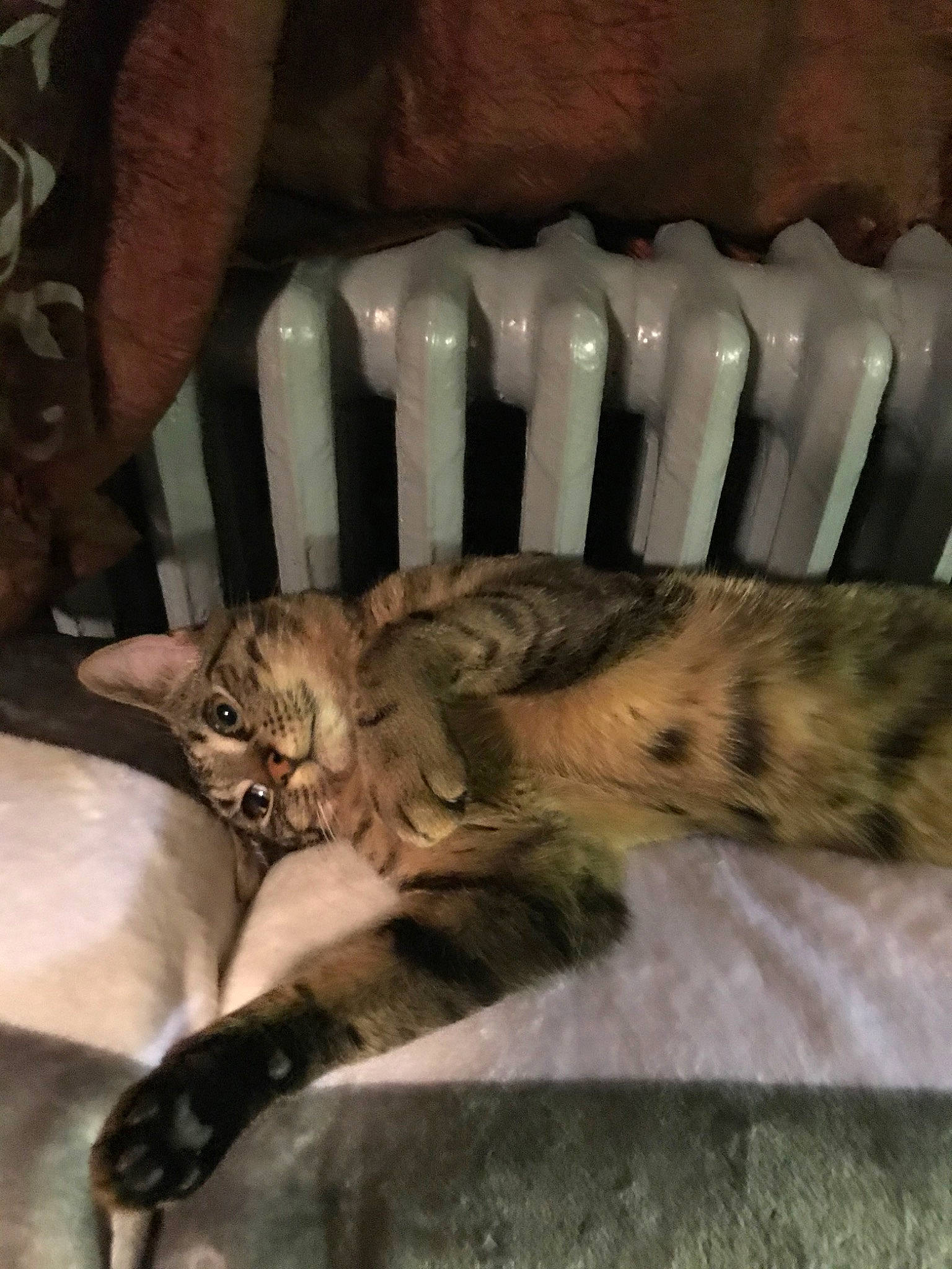 Jacks a rejoint le concours — aidez-le/la à gagner de superbes lots ! asian, carnivore, cat, claw, domestic_short_haired_cat, dragon_li, european_shorthair, felidae, kitten, norwegian_forest_cat, ocicat, pixie_bob, small_to_medium_sized_cats, sokoke, tabby_cat, toyger, whiskers