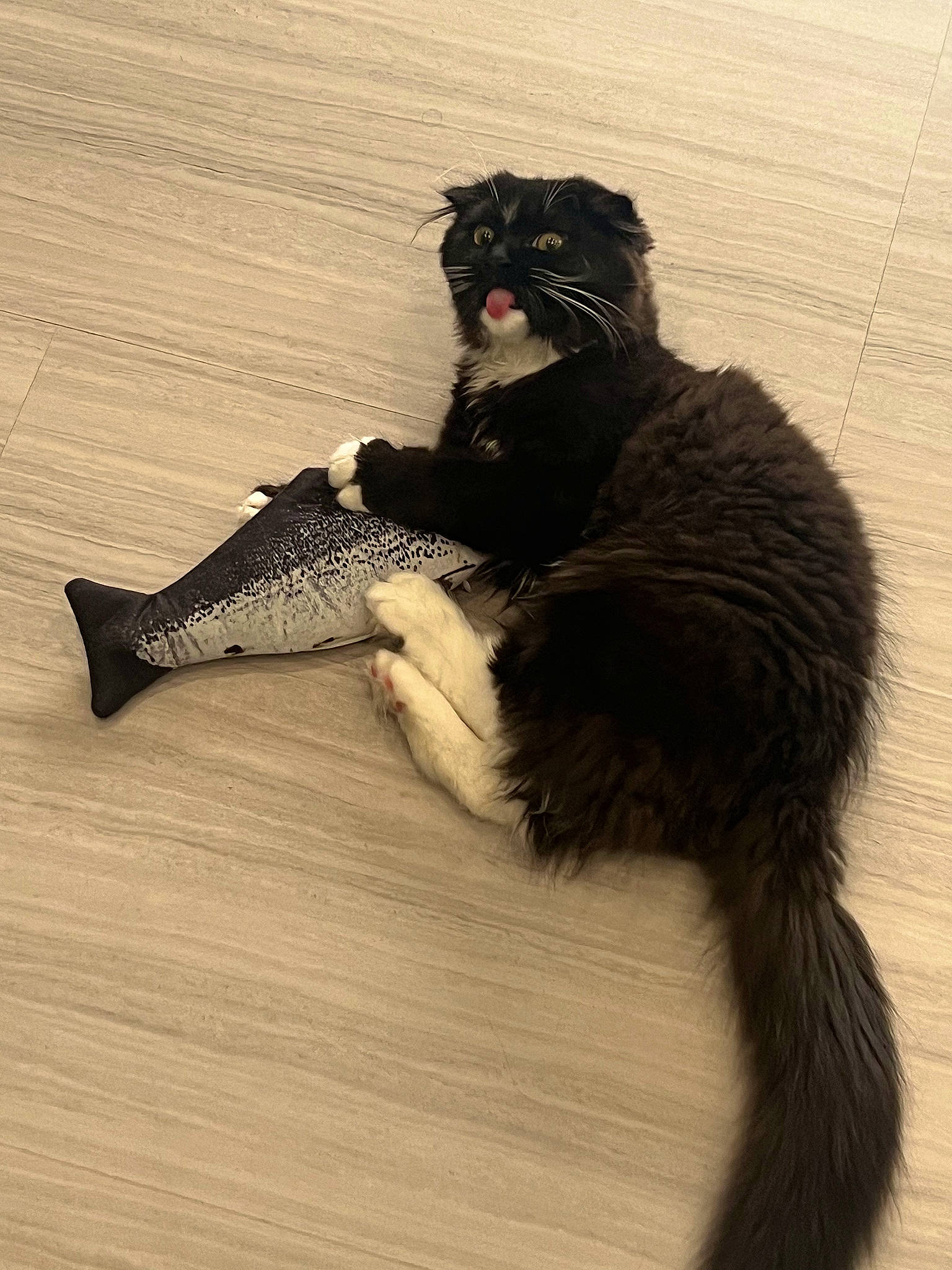 Mochi joined the competition — help win amazing prizes! claw, costume, feather, fur, hardwood, natural_material, paw, primate, sitting, snout, tail, terrestrial_animal, whiskers, wildlife, wing, wood