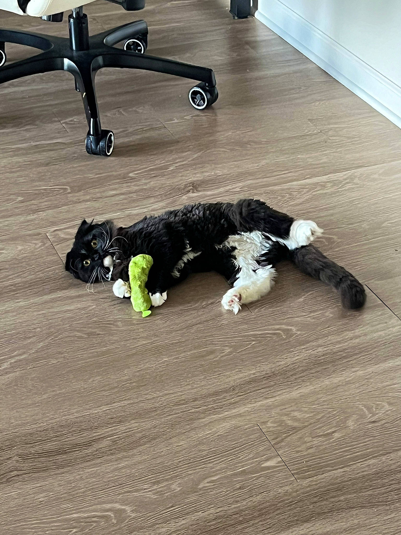 Mochi is registered to the contest to win money with this photo: asphalt, automotive_tire, bumper, carnivore, companion_dog, dog_breed, floor, flooring, grass, hardwood, human_leg, laminate_flooring, physical_fitness, road_surface, room, shadow, sporting_group, tail, wood, wood_flooring