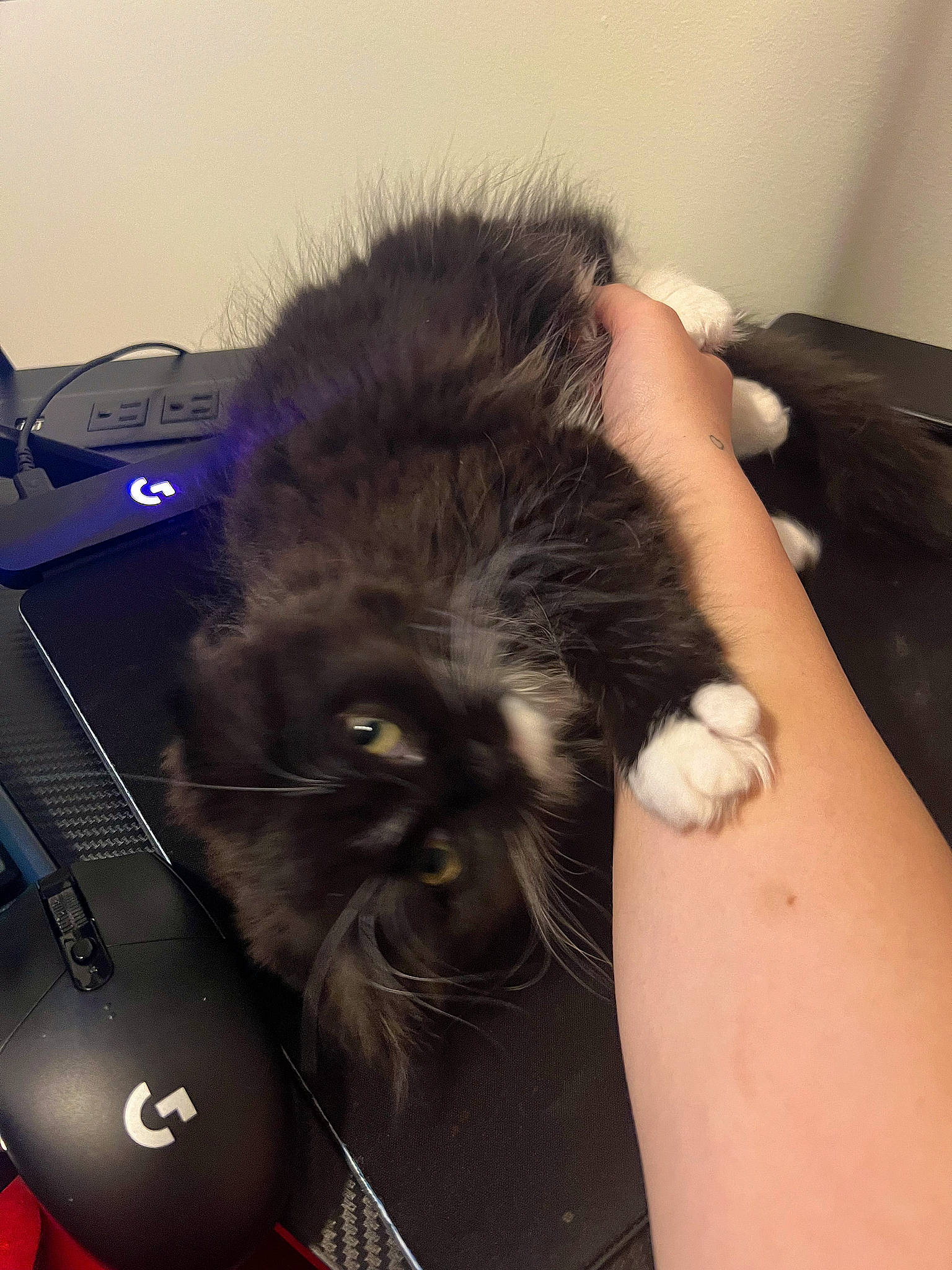 Mochi is registered to the contest to win money with this photo: carnivore, cat, claw, comfort, companion_dog, eye, felidae, finger, foot, fur, gesture, human_leg, liver, nail, paw, small_to_medium_sized_cats, sports_equipment, tail, thigh, whiskers