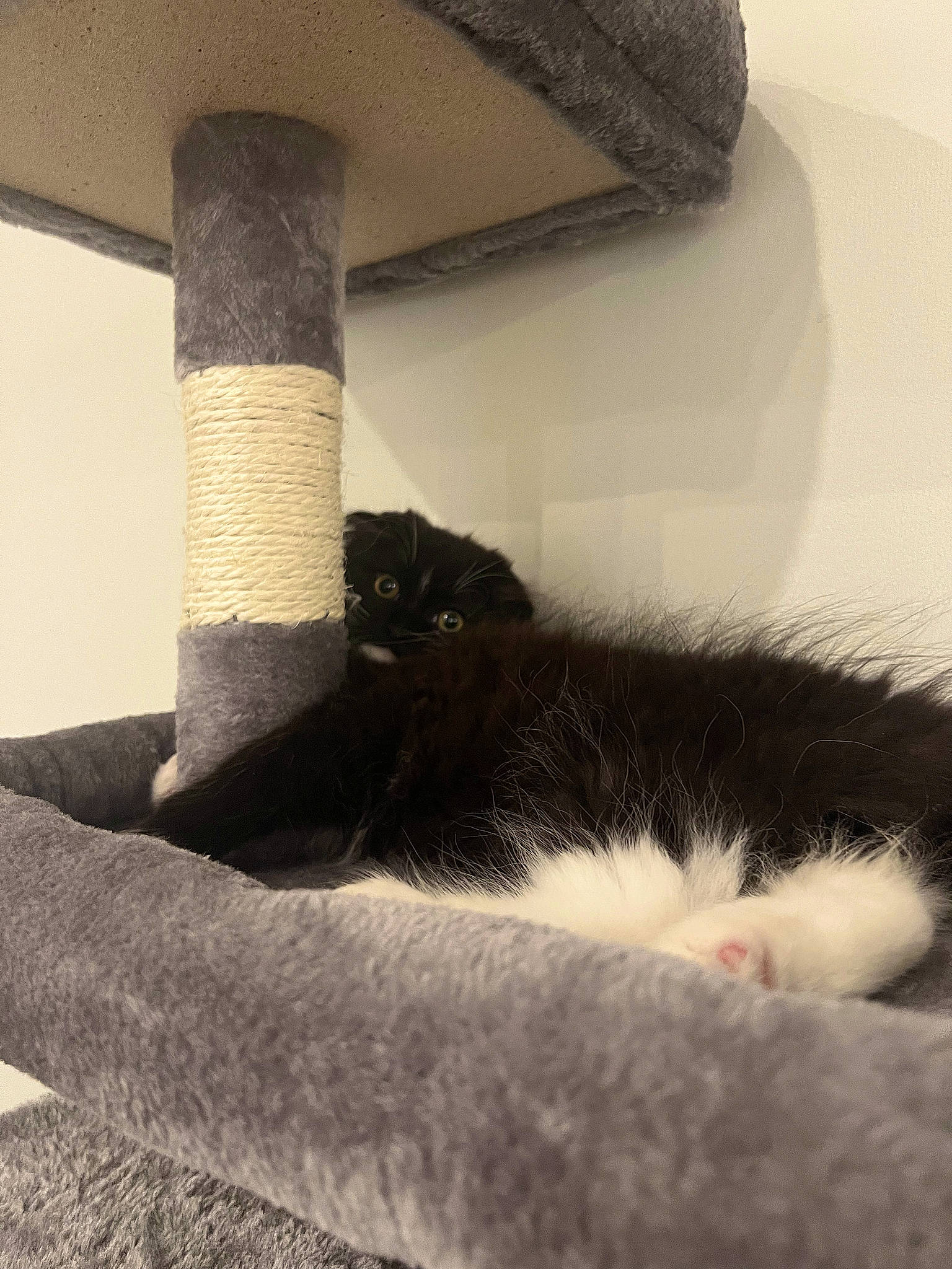 Mochi joined the competition — help win amazing prizes! carnivore, cat, chimney, comfort, domestic_short_haired_cat, felidae, fur, grey, human_leg, monochrome, room, small_to_medium_sized_cats, snout, tail, tints_and_shades, tower, tree, whiskers, window, wood