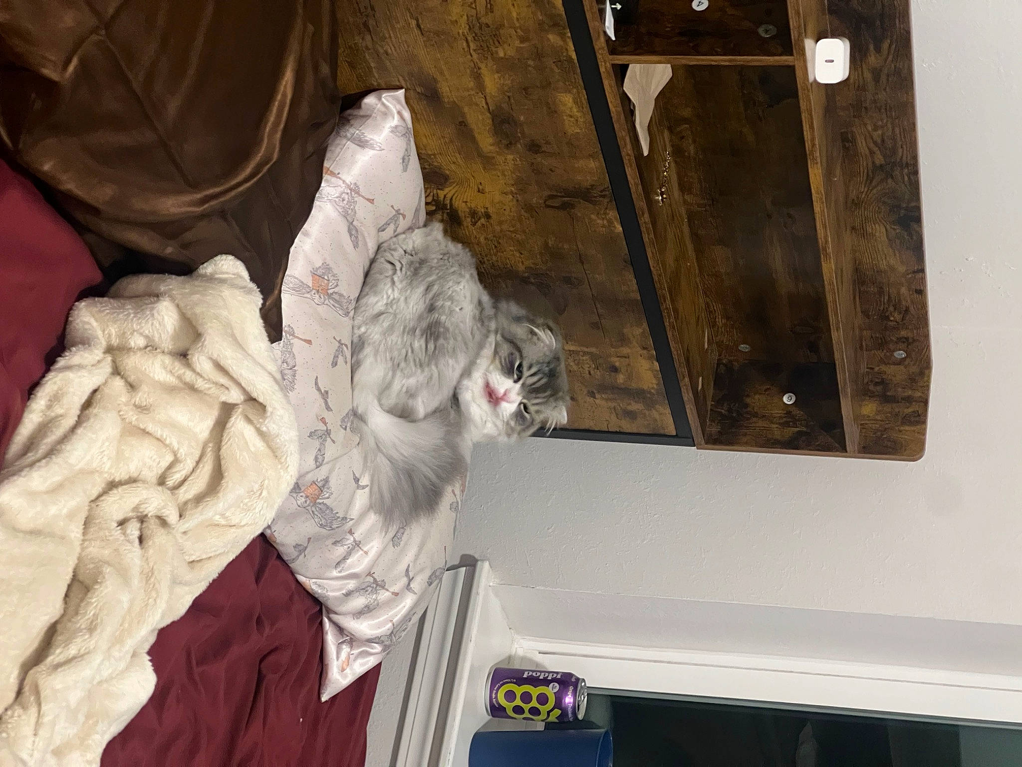 Miso joined the competition — help win amazing prizes! art, artifact, carmine, carving, comfort, felidae, fur, grey, plaster, room, sculpture, statue, vertebrate, visual_arts, window, wood