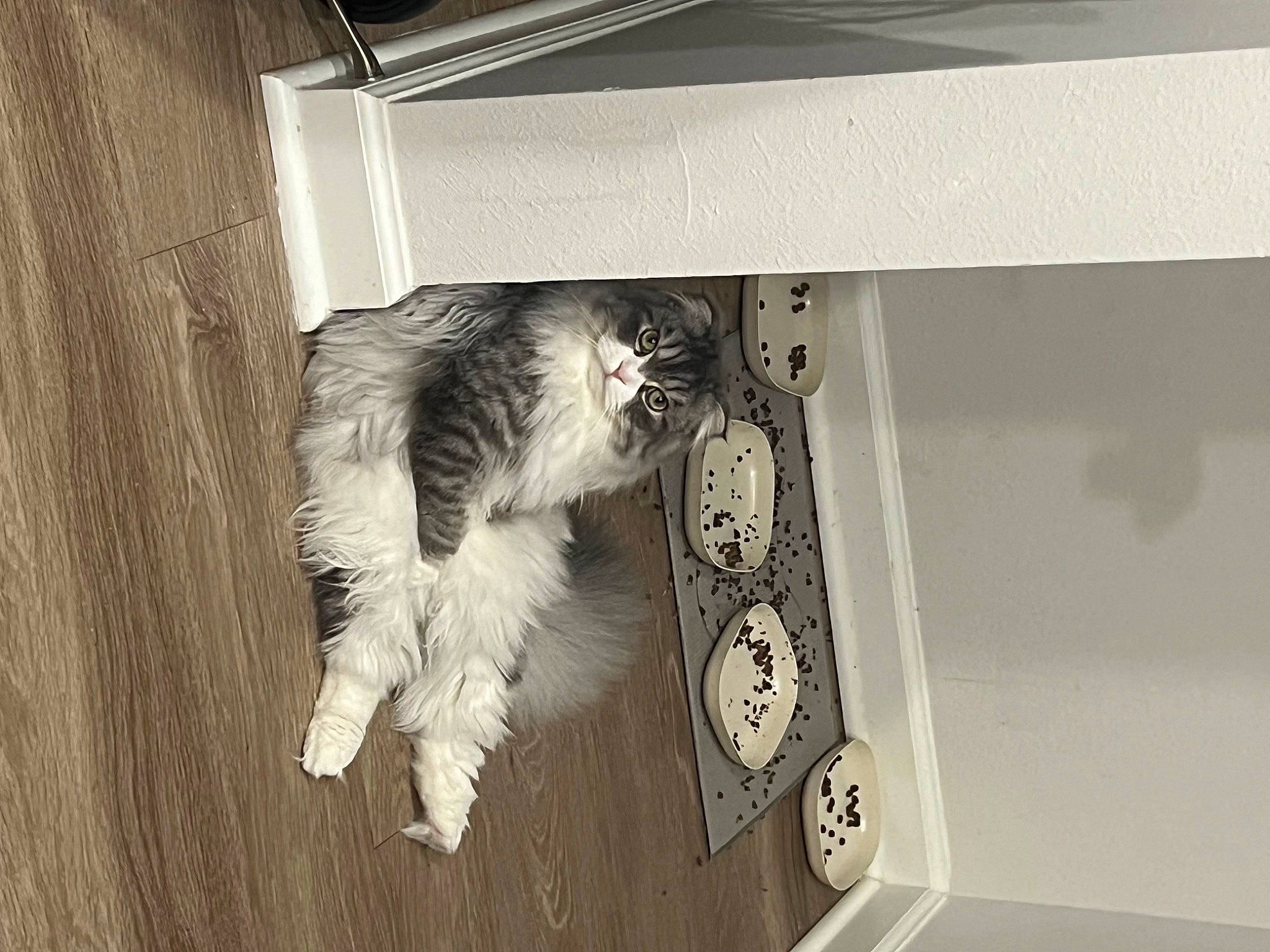 Miso is registered to the contest to win money with this photo: carnivore, cat, domestic_short_haired_cat, felidae, flooring, fur, hardwood, monochrome, monochrome_photography, paw, room, shelf, small_to_medium_sized_cats, sporting_group, tail, whiskers, window, wood