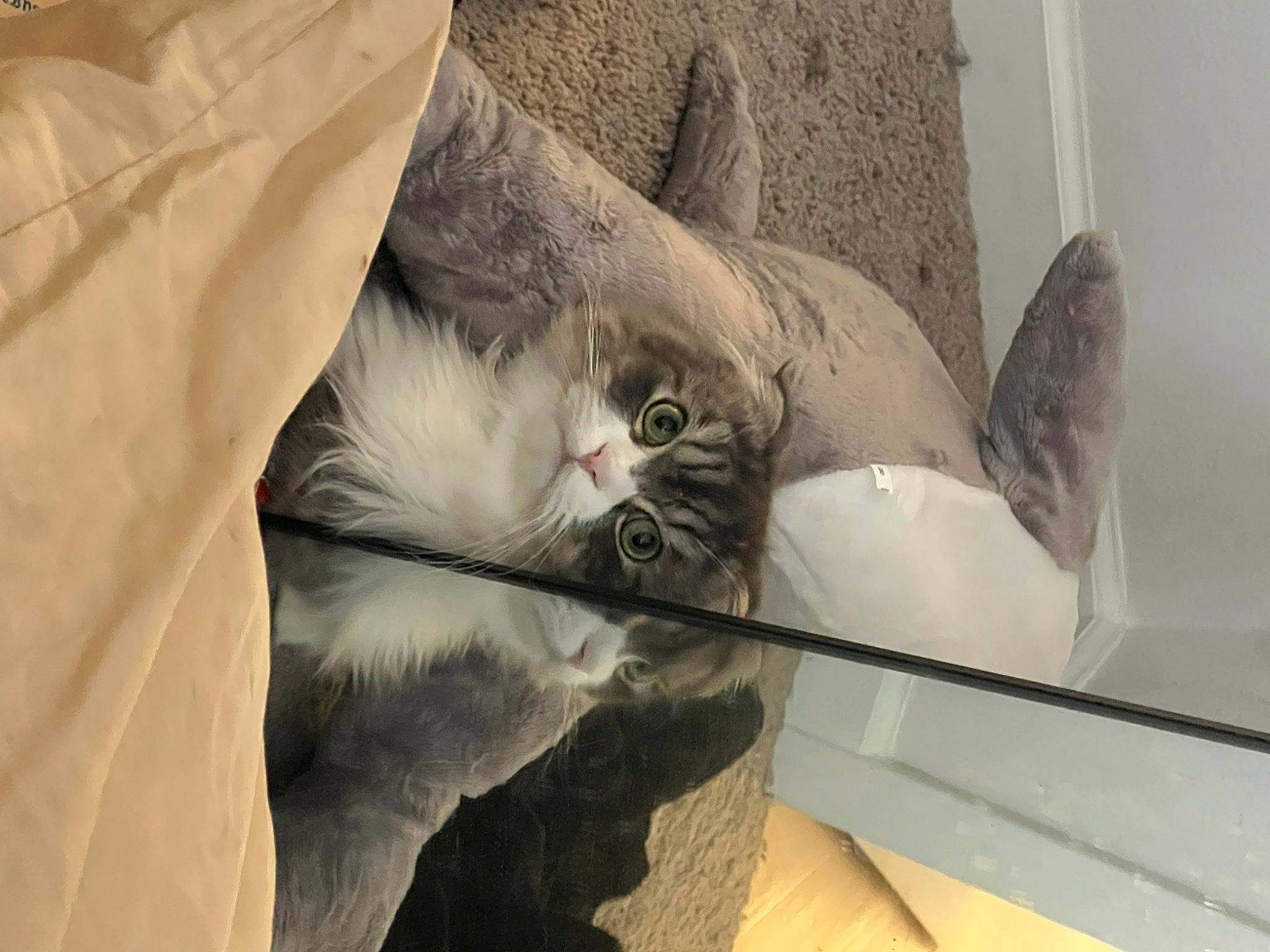 Miso joined the competition — help win amazing prizes! art, carnivore, cat, comfort, domestic_short_haired_cat, felidae, fur, grey, linens, paw, pet_supply, plaster, room, sculpture, small_to_medium_sized_cats, tail, whiskers, wood