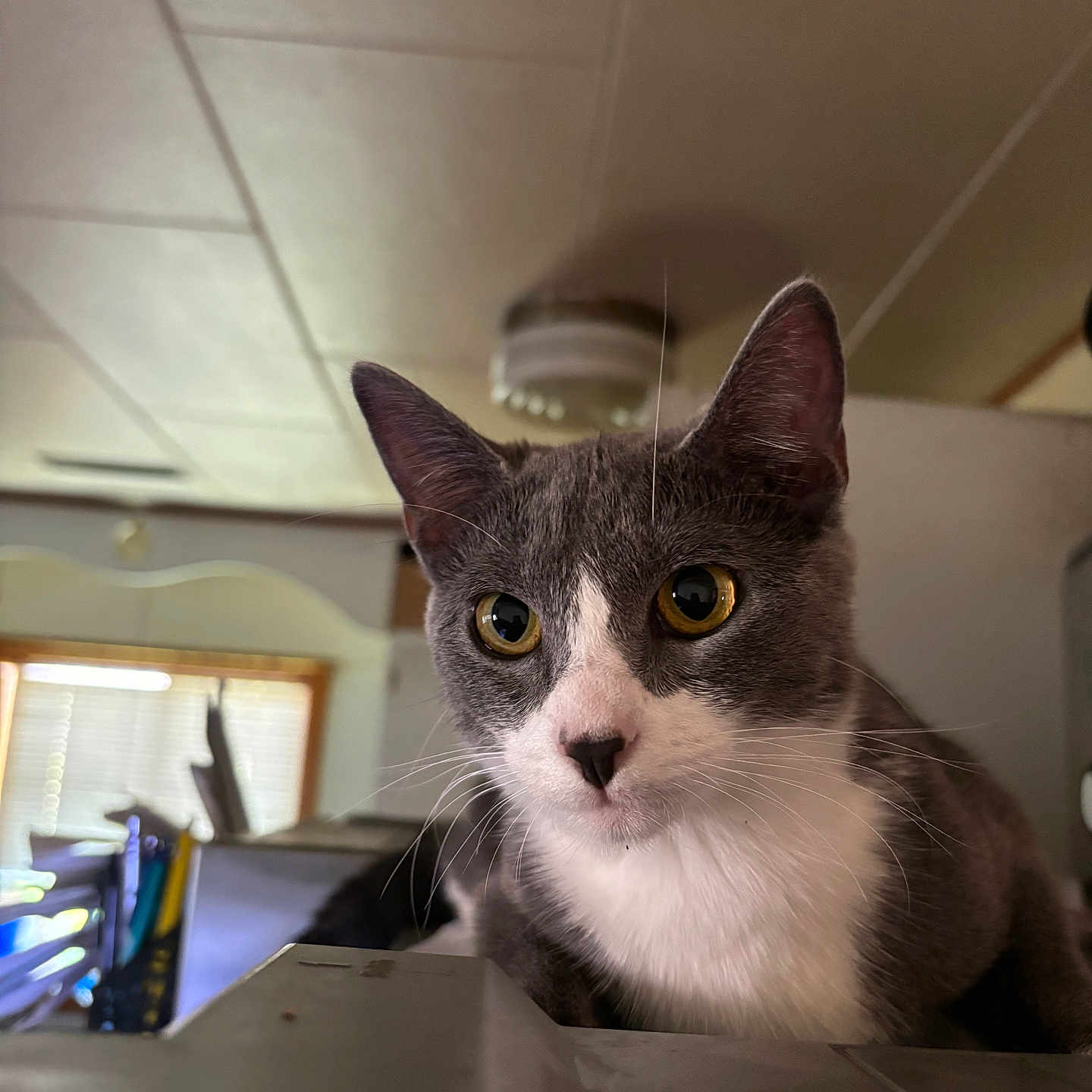 Captain Hook joined the competition — help win amazing prizes! abyssinian, alloywheel, animal, car, carwheel, cat, computer, electronics, furniture, hardwood, indoors, kitten, laptop, manx, pc, pet, plywood, shelf, siamese, wood