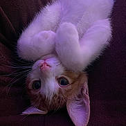 Ginger joined the competition — help win amazing prizes! kitten, cat, upside_down, curious, white_fur, orange_fur, paws, whiskers, ears, close_up, indoor, soft_lighting, cozy, fabric, dark_background, pet, cute, small, fur, animal