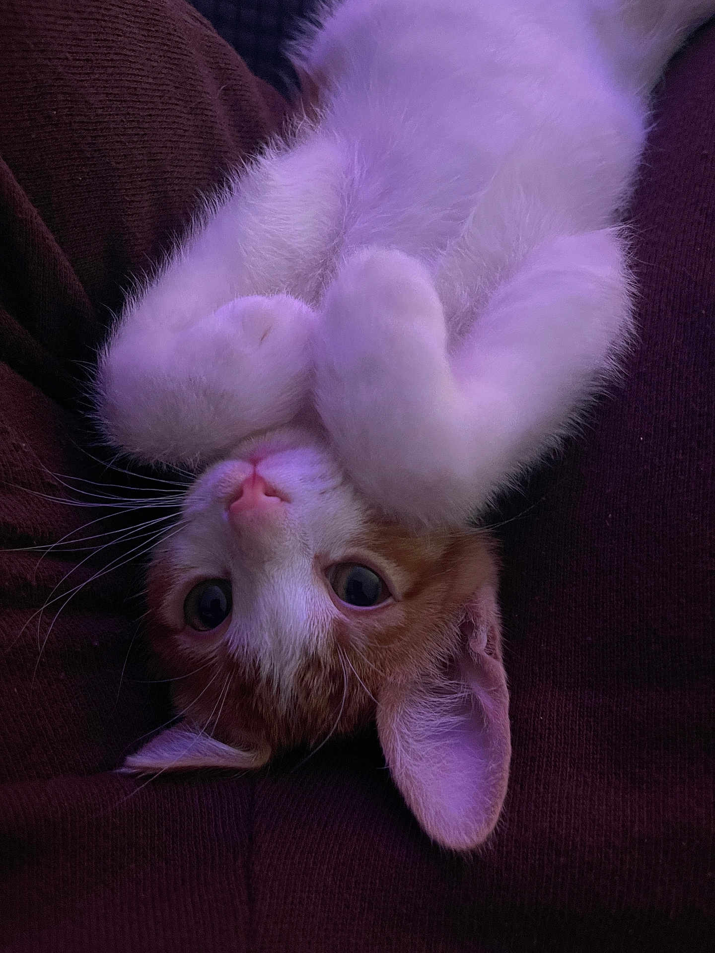 Ginger
