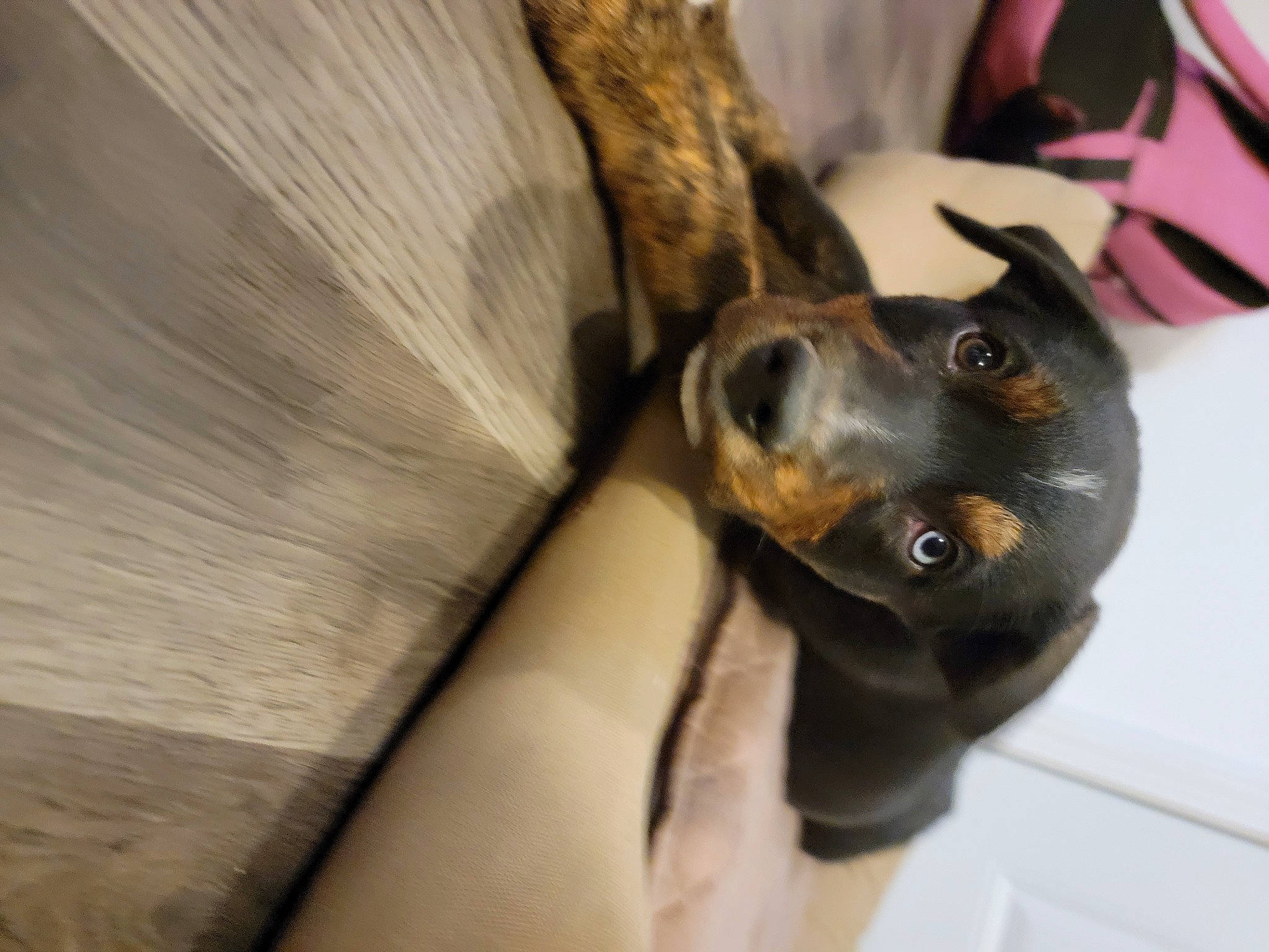 River Beau joined the competition — help win amazing prizes! canidae, carnivore, comfort, companion_dog, dog, dog_breed, ear, fawn, fur, guard_dog, paw, pinscher, snout, sporting_group, toy_dog, whiskers, wood, working_animal, working_dog