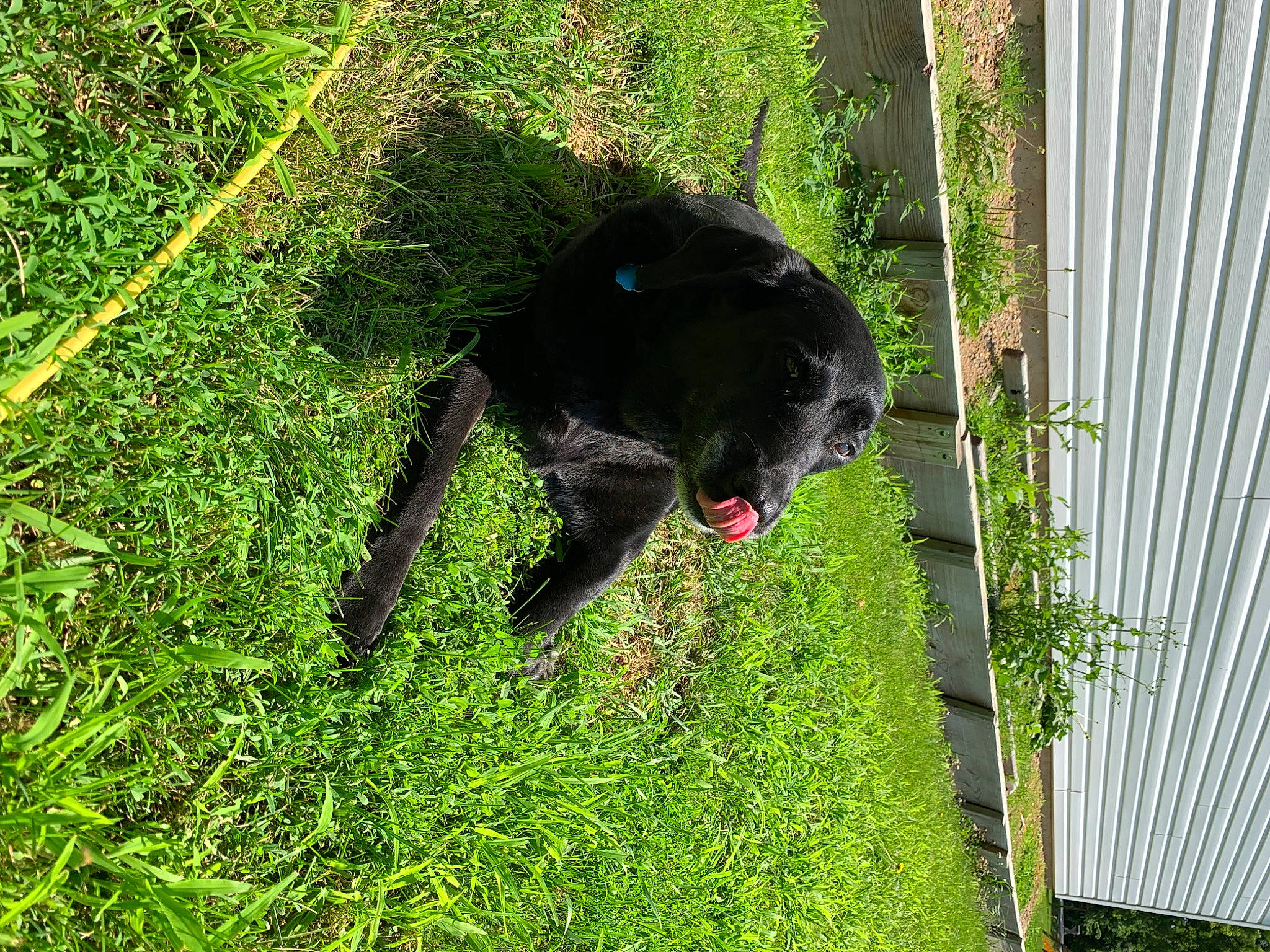 Maggie joined the competition — help win amazing prizes! borador, canidae, carnivore, companion_dog, dog, dog_breed, felidae, fur, grass, grass_family, groundcover, pet_supply, plant, shrub, snout, sporting_group, tail, terrestrial_animal, tree, working_animal