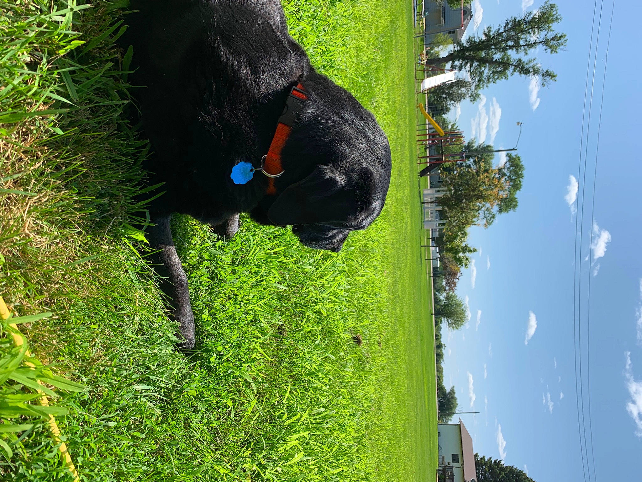 Maggie joined the competition — help win amazing prizes! canidae, carnivore, cloud, dog, dog_breed, grass, grass_family, grassland, green, people_in_nature, plant, shrub, sky, sporting_group, tail, terrestrial_animal, tree, vegetation, water, working_animal