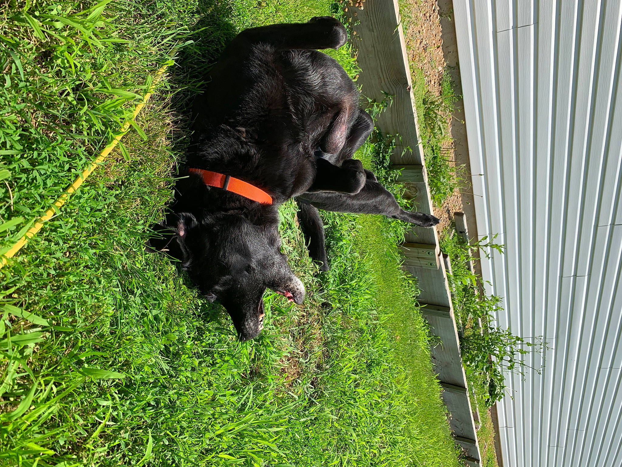 Maggie joined the competition — help win amazing prizes! borador, canidae, carnivore, collar, companion_dog, dog, dog_breed, dog_collar, dog_supply, grass, guard_dog, gun_dog, liver, pet_supply, plant, sporting_group, tail, terrestrial_animal, working_animal, working_dog