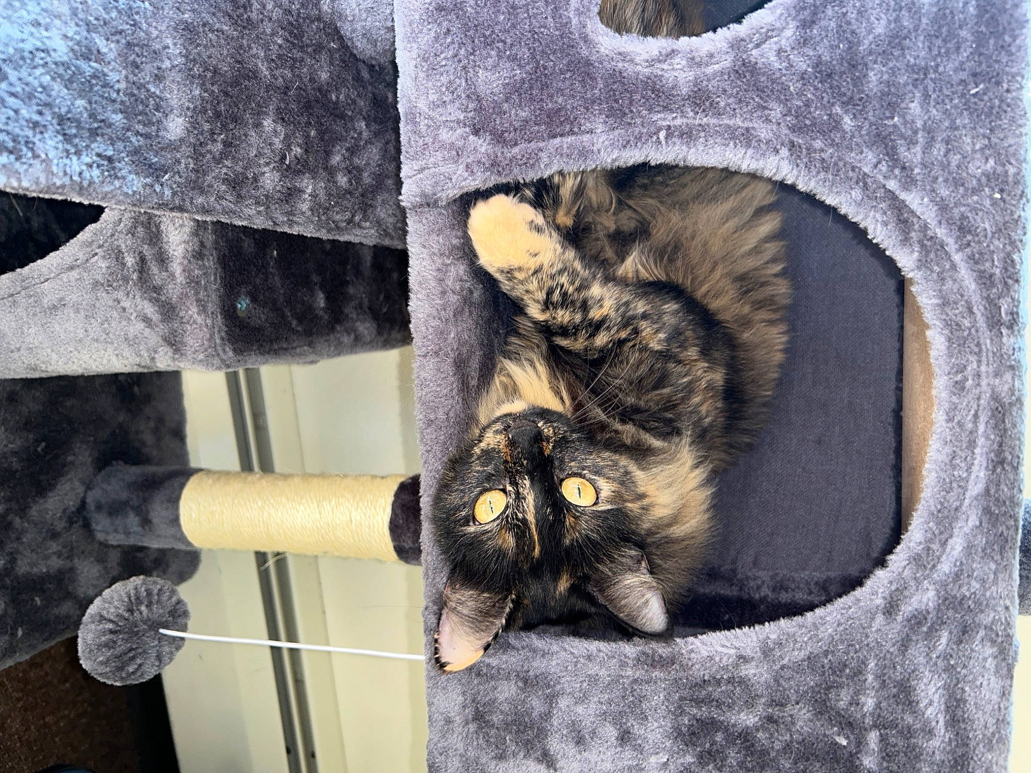 Crash is registered to the contest to win money with this photo: black_cat, carnivore, cat, cat_supply, comfort, domestic_short_haired_cat, felidae, fur, grey, hardwood, mammal, pattern, room, sitting, small_to_medium_sized_cats, tail, whiskers, wood