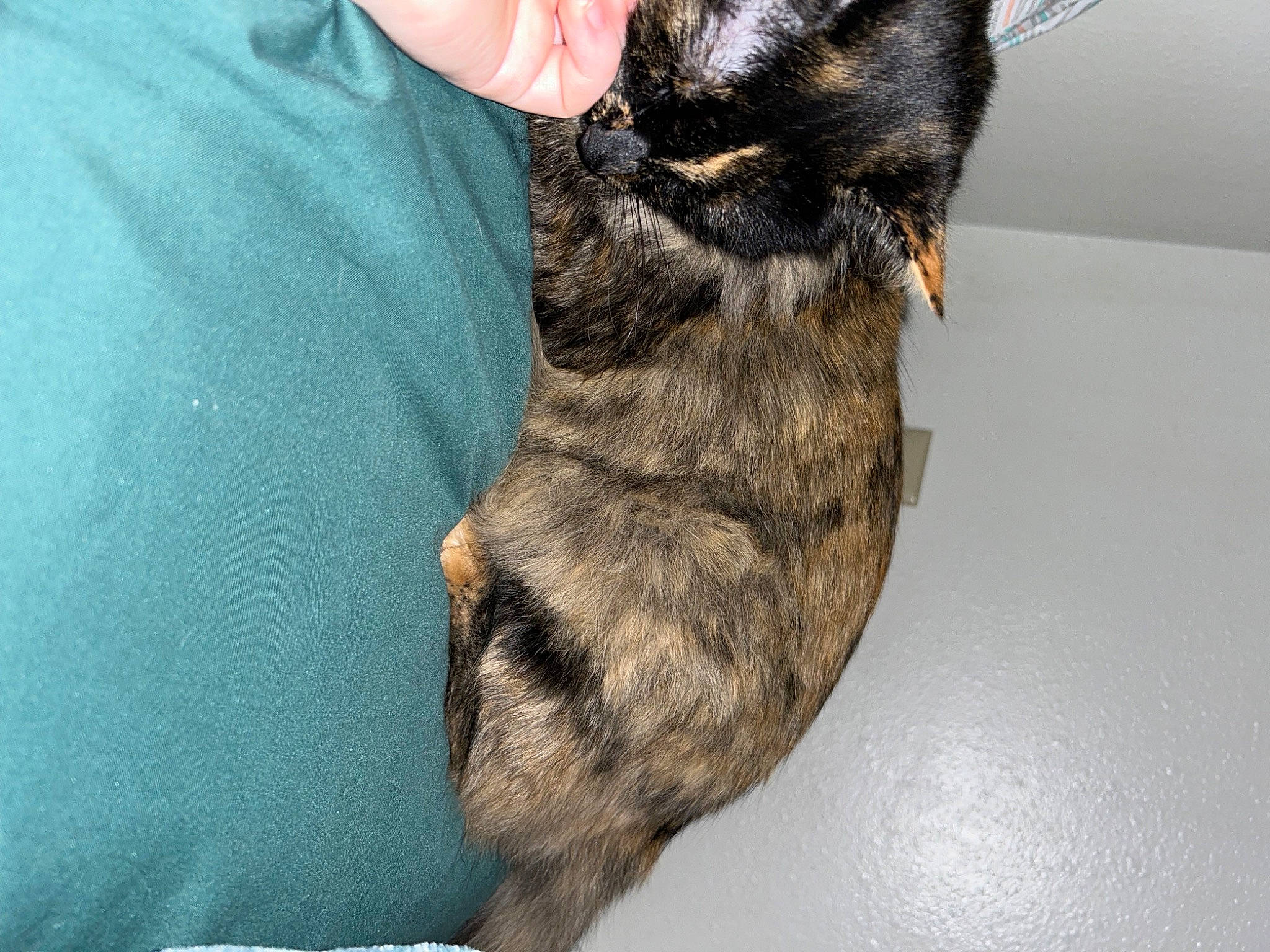 Crash joined the competition — help win amazing prizes! canidae, carnivore, cat, claw, dog_breed, domestic_short_haired_cat, ear, felidae, fur, gesture, hand, happy, paw, small_to_medium_sized_cats, snout, sporting_group, tail, terrestrial_animal, whiskers