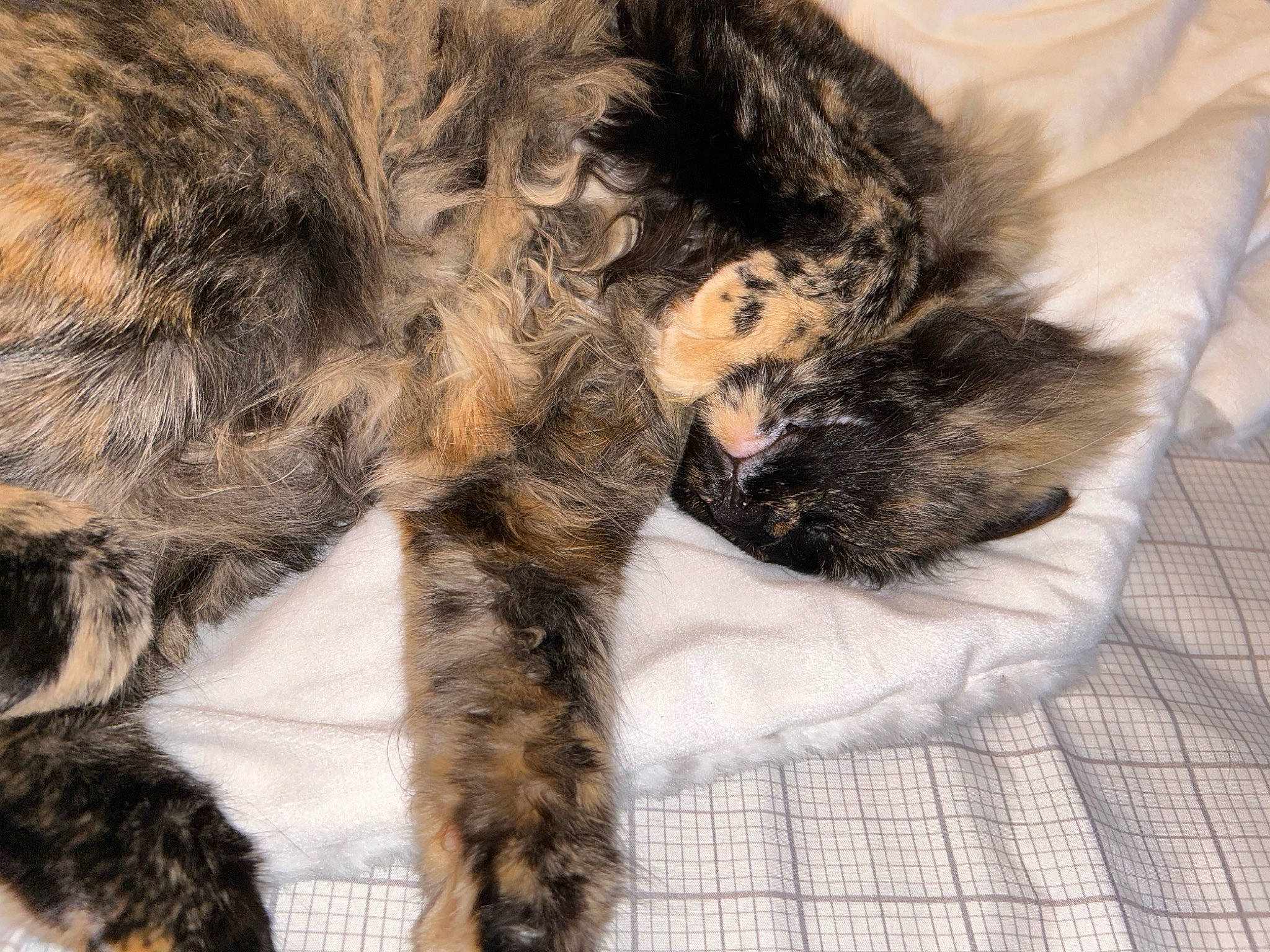 Crash joined the competition — help win amazing prizes! brown, carnivore, cat, cat_bed, claw, comfort, domestic_short_haired_cat, fawn, felidae, fur, nap, paw, sleep, small_to_medium_sized_cats, snout, tail, terrestrial_animal, vertebrate, whiskers