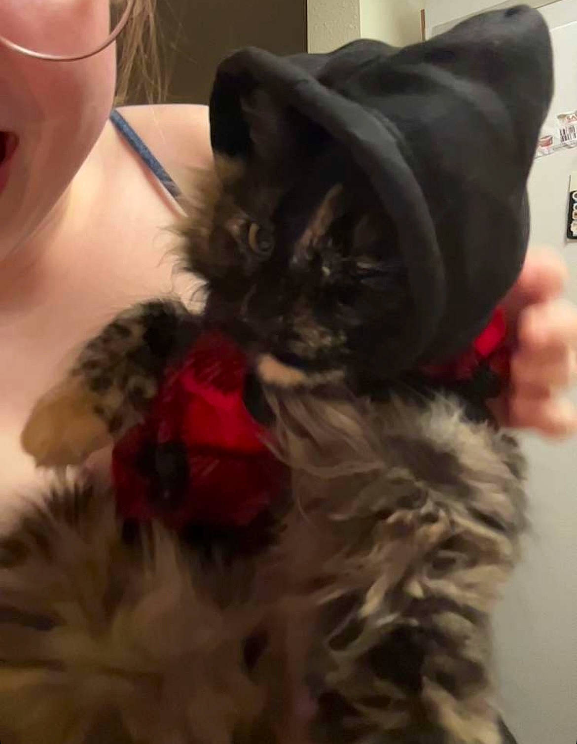 Crash is registered to the contest to win money with this photo: bed, black_cat, carnivore, cat, claw, comfort, companion_dog, couch, dog_breed, domestic_short_haired_cat, ear, feather, felidae, fur, interaction, plant, small_to_medium_sized_cats, snout, tail, whiskers