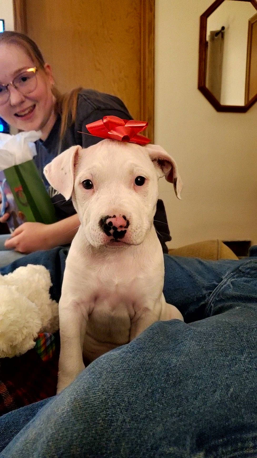 Pearl joined the competition — help win amazing prizes! bull_terrier, canidae, carnivore, collar, comfort, companion_dog, dog, dog_breed, dogo_argentino, dogo_guatemalteco, fawn, glasses, non_sporting_group, smile, snout, sporting_group, terrier, toy_dog, whiskers, working_animal