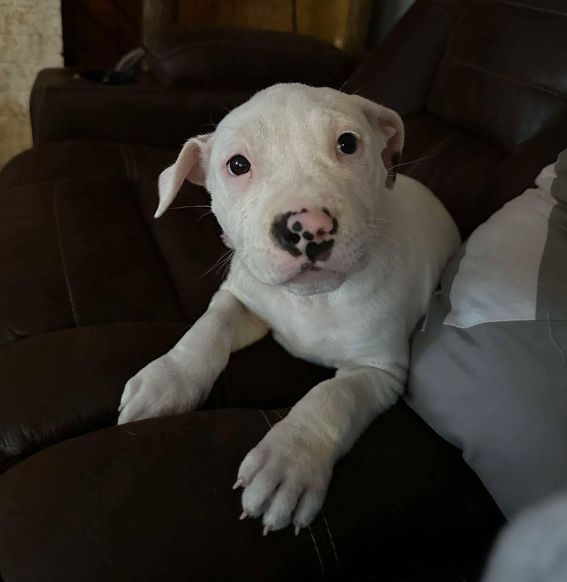 Pearl joined the competition — help win amazing prizes! bull_terrier, bull_terrier_miniature, canidae, carnivore, collar, comfort, companion_dog, couch, dog, dog_breed, dogo_argentino, dogo_guatemalteco, eye, fawn, fur, snout, sporting_group, terrestrial_animal, whiskers, working_animal