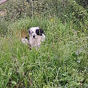 Tchoupi participe au concours pour gagner de l'argent avec cette photo : animal, black_and_white, calm, canine, dog, field, flora, garden, grass, greenery, leafy, natural, nature, outdoor, plants, relaxed, scenery, sitting, summer, wildflowers