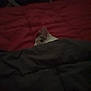 Kytana a rejoint le concours — aidez-le/la à gagner de superbes lots ! bed, bed_sheet, black, cat, darkness, felidae, foot, furniture, kitten, leg, non_sporting_group, red, room