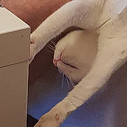 Kytana participe au concours pour gagner de l'argent avec cette photo : arm, burmilla, carnivore, cat, fawn, felidae, gesture, hand, leg, small_to_medium_sized_cats, tail, turkish_van, whiskers