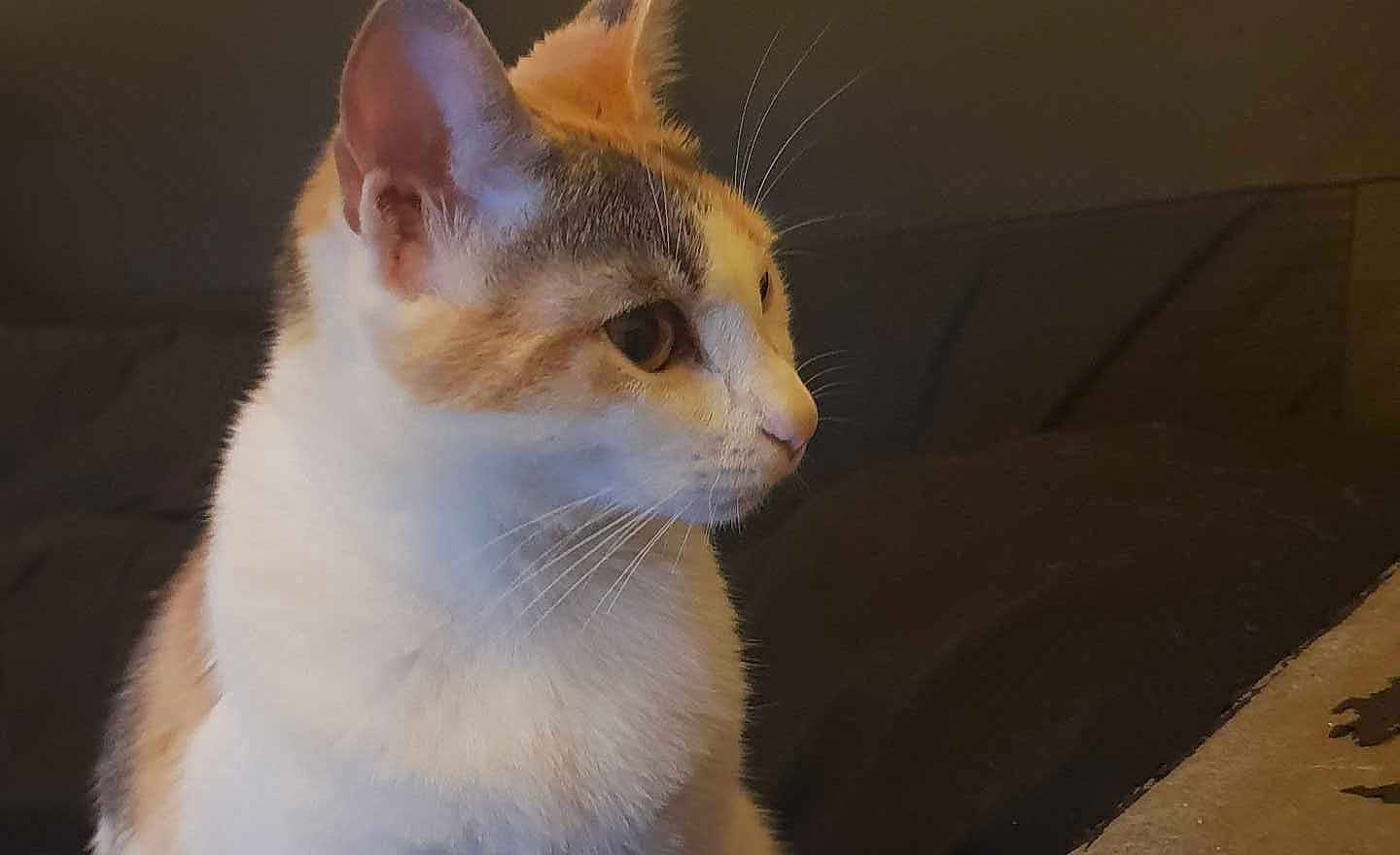 Kytana